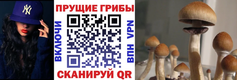 Псилоцибиновые грибы GOLDEN TEACHER  Струнино 